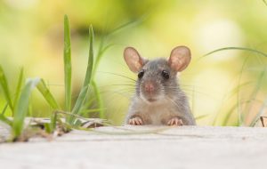 Bị chuột cắn có điềm gì không? Giải đáp vận hên hay xui