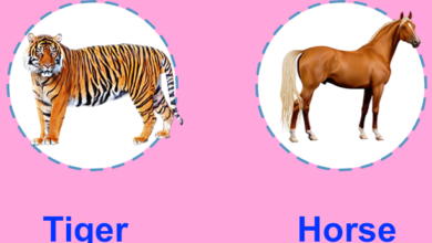 Con ngựa tiếng Anh là gì: Định nghĩa, ví dụ Anh Việt