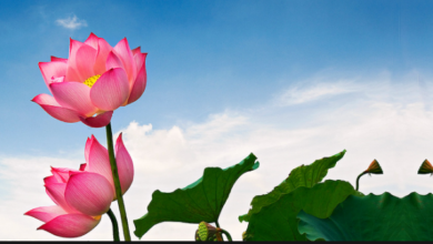 Hoa sen và những điều cần biết về hoa sen – TTGDTX Ninh Thuận