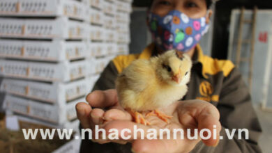 Bệnh viêm gan ruột truyền nhiễm (Histomonosis) ở gà – Tạp chí Chăn nuôi Việt Nam