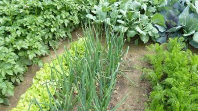 Canh tác hữu cơ hiệu quả với trồng luân canh, xen canh Sfarm