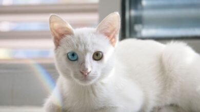 Các loại mèo mắt 2 màu. Mèo mắt 2 màu giá bao nhiêu?