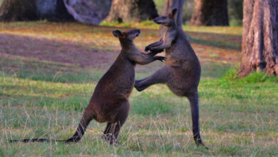 Kangaroo ăn gì? Chế độ ăn của chuột túi