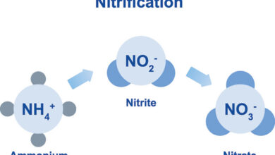 Tổng nitơ trong nước thải là gì? Xác định Nitơ trong nước thải